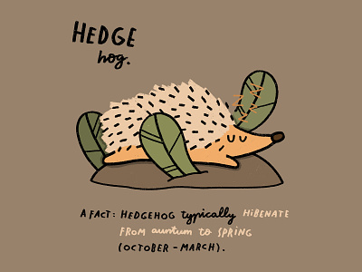 Hedgehog animal doodle hedgehog iamillustration illustration procreate
