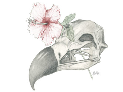 Vulture Flower drawing illustration