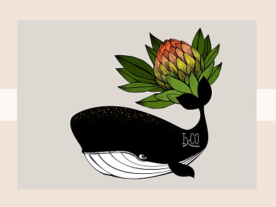 The Whale and the Protea b IxCO illustration illustration art illustration design protea whale whales