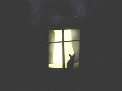 Cat in window cat night window