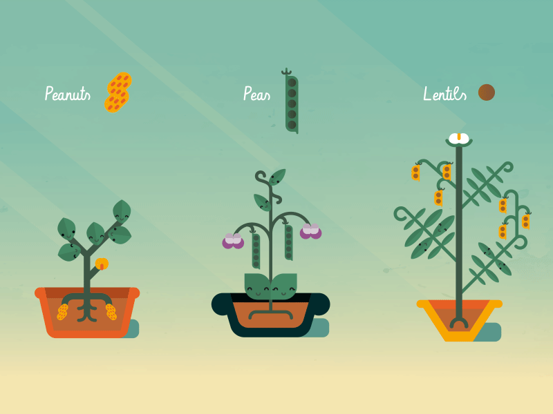 Peanuts, peas and lentils fab design flat gif illustration leaves lentil minimal motion design motion graphics pea peanut plants