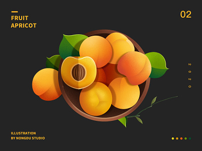 Fruit Apricot design flat illustration