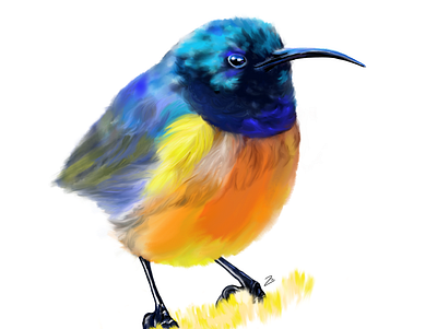 Sunbird adobe adobe fresco bird illustration