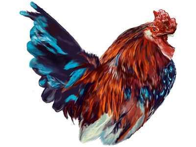 ‘Rooster’ adobe fresco birds illustration ipad pro rooster