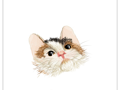 io calico cat illustration