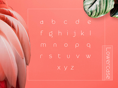 Lowercase Rollgates Modern Sans Font design typography