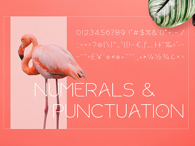Numerals & Punctuation Rollgates Modern Sans Font font type typography