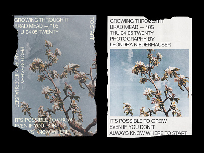 105 editorial flower grow helvetica layout minimal minimalism minimalist minimalistic neue poster print swiss swiss design swiss poster swiss style