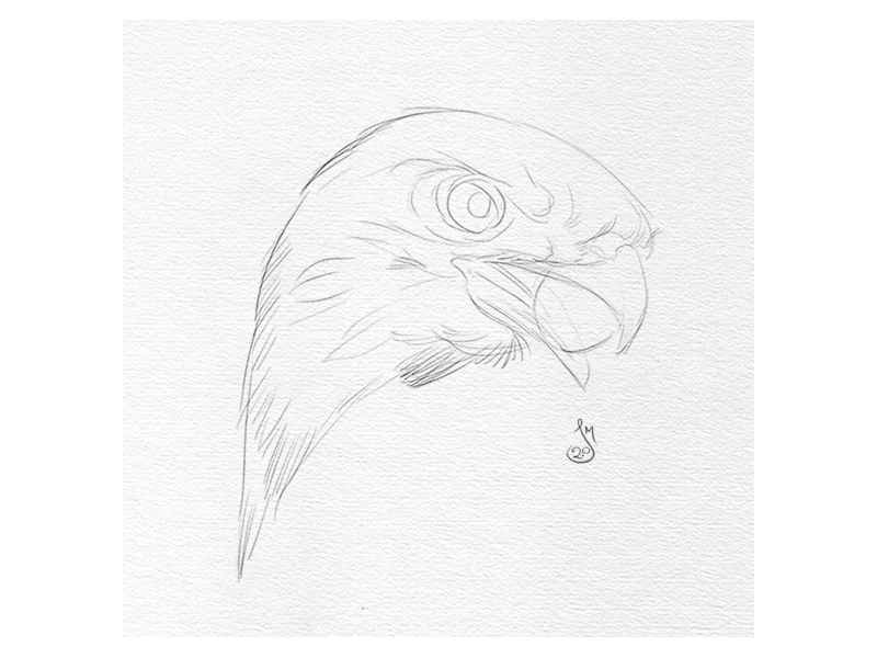 Hawk Process Anim. for RiffTrax Beaks beaks drawing eye hawk illustration mst3k rifftrax sketch