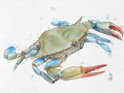 Blue Crab by Jason Martin on Dribbble