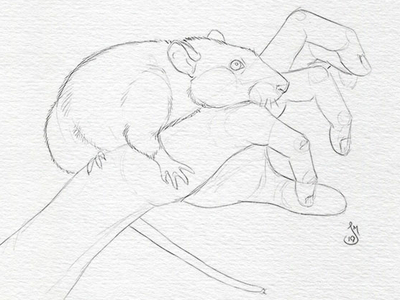 I drew a rat  rdrawing