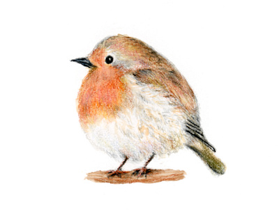 British Robin animals bird british colorpencils illustration robin watercolor