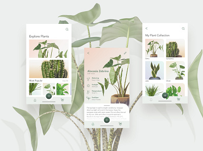 Plant UI/UX Concept adobe xd app application application ui graphic design plant uiux user experience user interface web