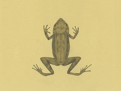 Frog animal drawing handdrawing illustration illustrator pencil science scientific vintage