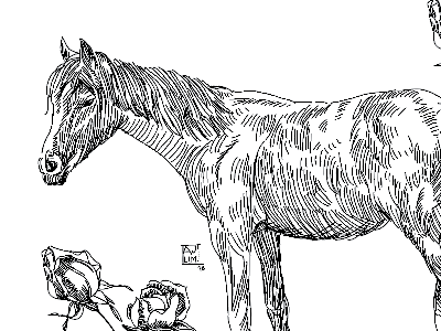 Horse