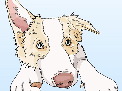 Kira blue border collie creative cute dog dog illustration illustration nashville puppy sky tennessee white