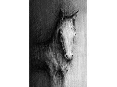 Horse black and white digital art horse sketch