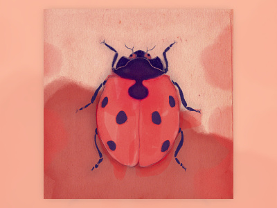 Ladybug adobe illustrator adobe photoshop illustration ilustrator
