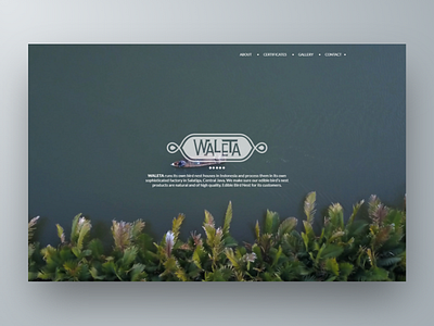 Waleta - Web Design and Development using Wordpress
