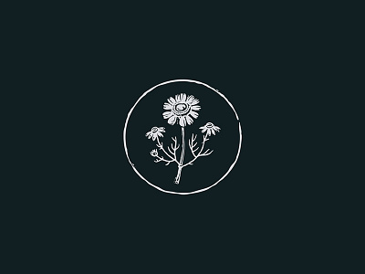 Chamomile botanical flower illustration