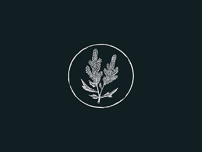 Quinoa botanical illustration