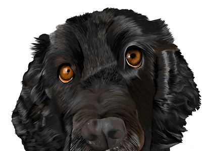 Benny: digital portrait adobe adobe fresco cocker spaniel digital illustration dog illustration