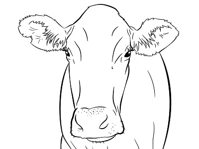 Line-work Of Brown Swiss