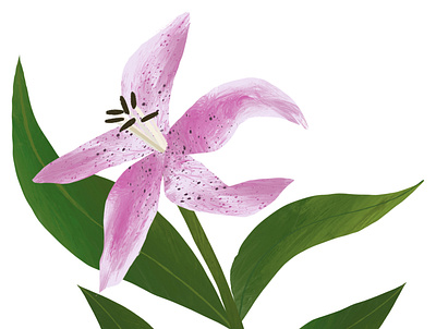 Lily art botanical illustration design illustration lily print design