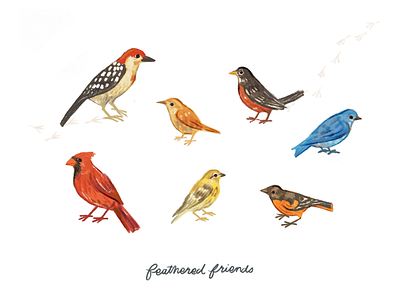 Feathered Friends of SC birds illustration sketchy