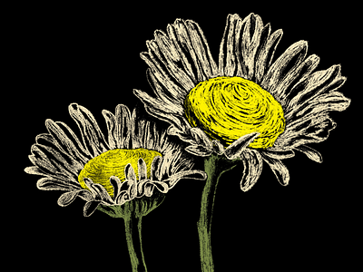 daisies daisies