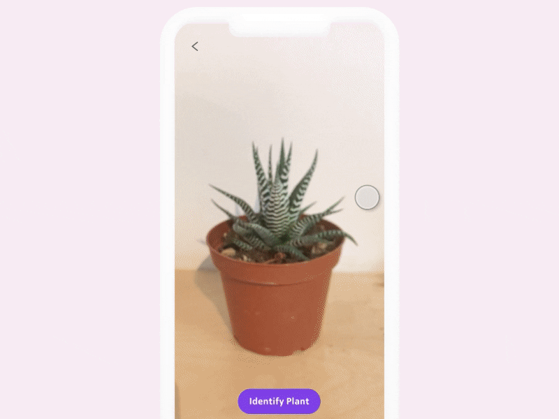 Plant identification app - iPhone X