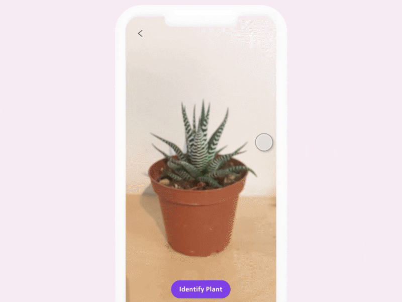 Plant identification app - iPhone X animation app flinto gif iphone 10 iphone x plant identify record ui ux video