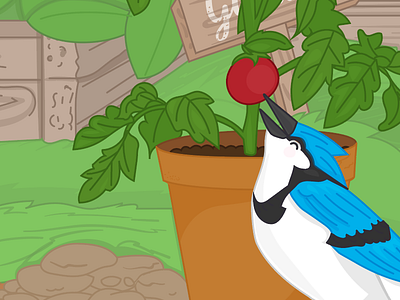 Blue jay take 2 bluejay educational illustration mobile vector