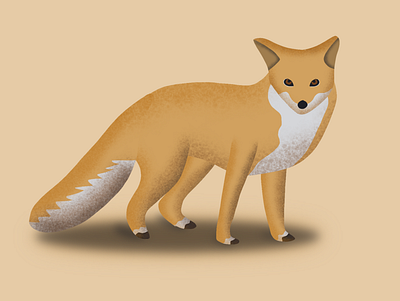 Cunning Fox art artist design fox gradient handmade illustration procreate