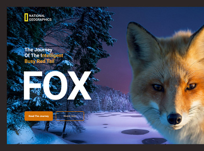 JungleFox branding design illustration logo typography ui ux vector web website