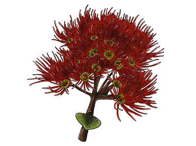 Zealandia Botanical Trail - Rātā Flower botanical digital illustration floral flower illustration