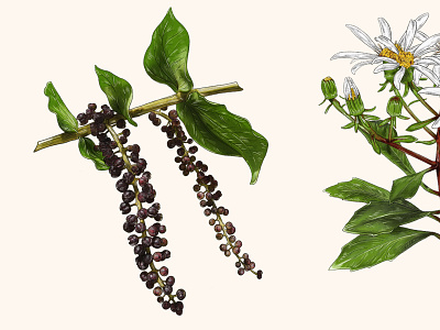 Zealandia Plant Examples