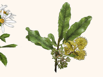 Zealandia Botanical Trail Illustrations