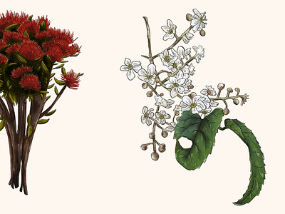 Zealandia Botanical Trail Illustration