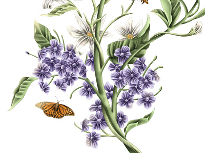 Native NZ Bunch - Close Up bee botanical butterfly colour details digital illustration floral flower foliage hand drawn illustration native nz pencil plants