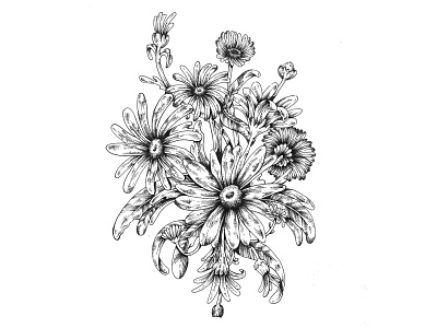 Akarua Daisies botanical daisy floral flower foliage hand drawn illustration ink inking stippling traditional winery