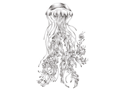 Jellyflower botanical drawing floral flower growing growth hand drawn illustration jellyfish nautical ocean sea
