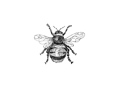 bumble bee black and white illustration stippling