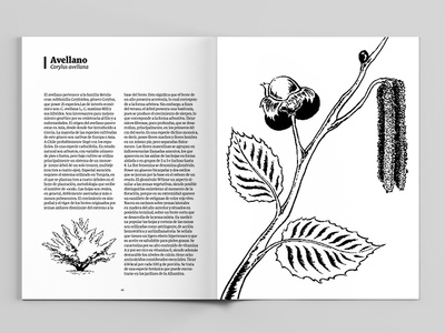 Scientific illustration for botanical catalogue