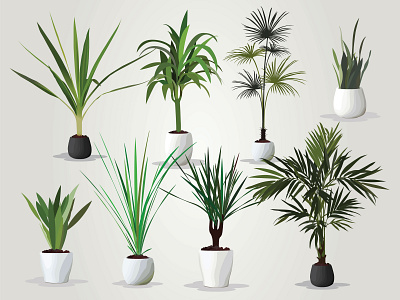 Houseplant Set