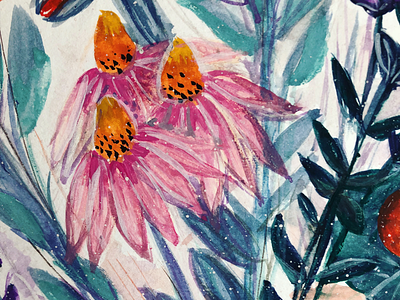Echinacea detail botanical drawing flowers gouache illustration painting watercolor