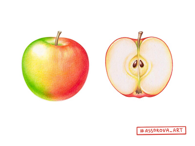Botanical apple illustration apple botanical botanical illustration drawing food food illustration illustration illustrator realistic