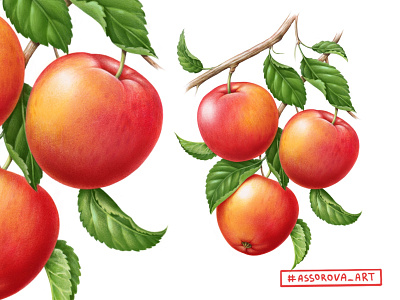 Juicy apples apple banner botanical botanical illustration branding drawing food food illustration illustration illustrator