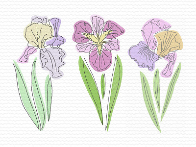 Stylized Irises