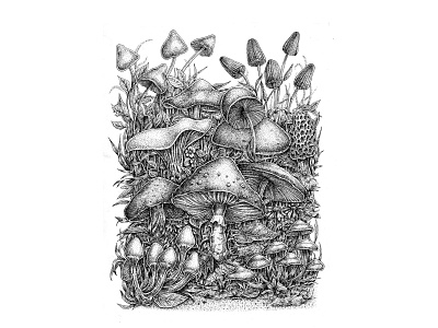 The Magic of Mushrooms - Traditional Pen and Ink botanical botanical illustration illustration lineart linework monochrome nature nature illustration pen and ink pen drawing